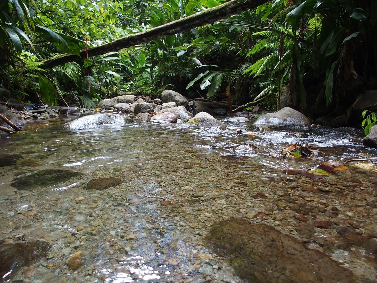 patak az esoerdoben Martinique